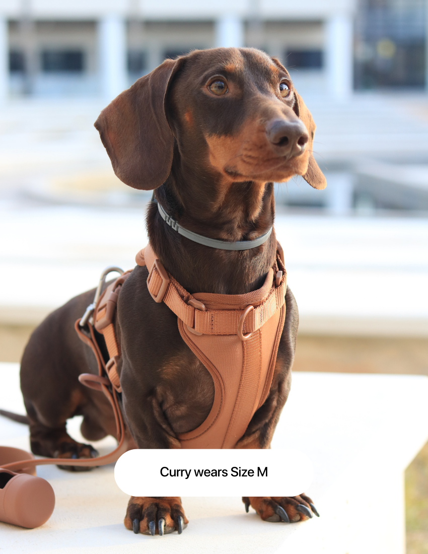 Animalove Walk Set™