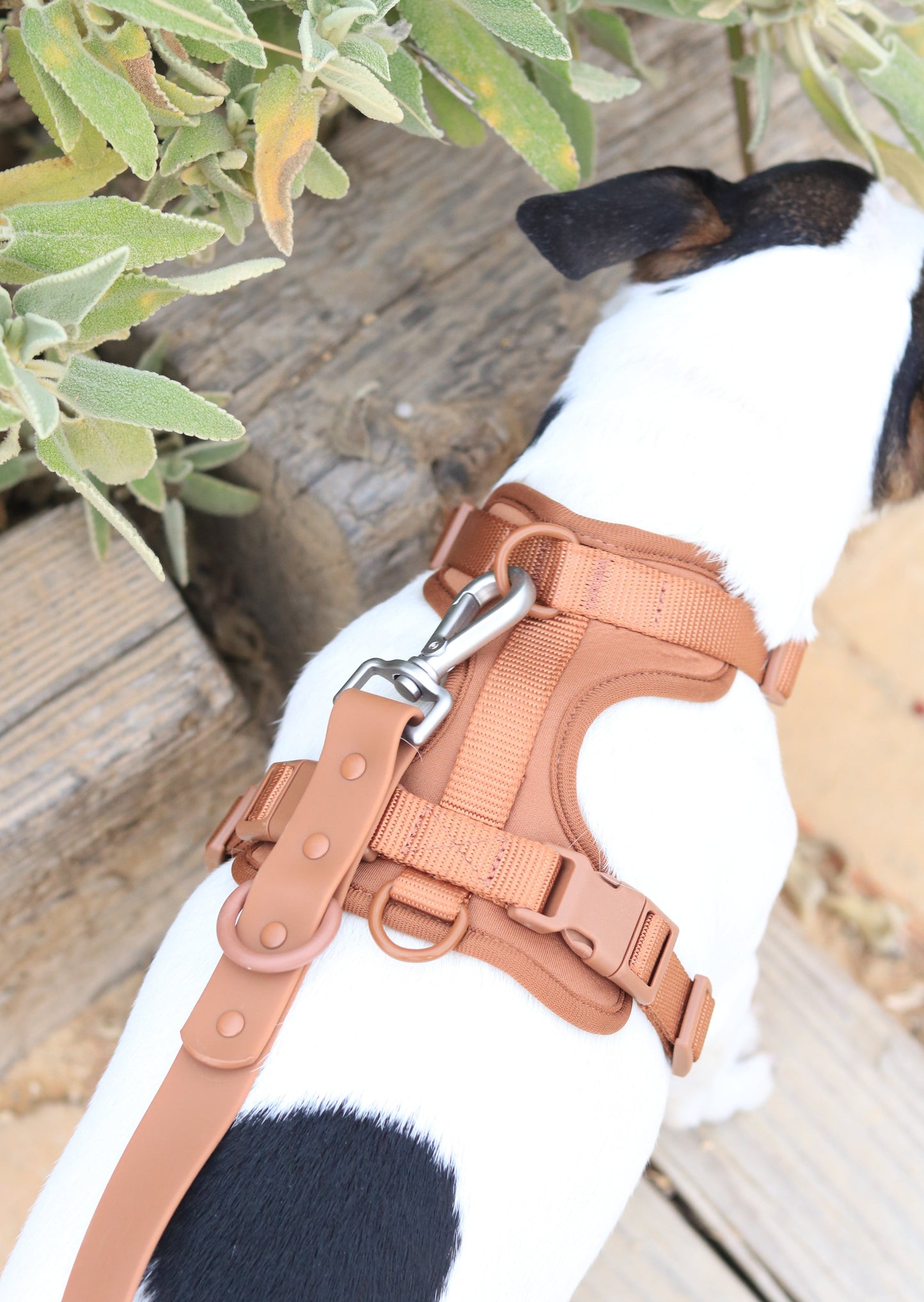 Animalove Walk Set™