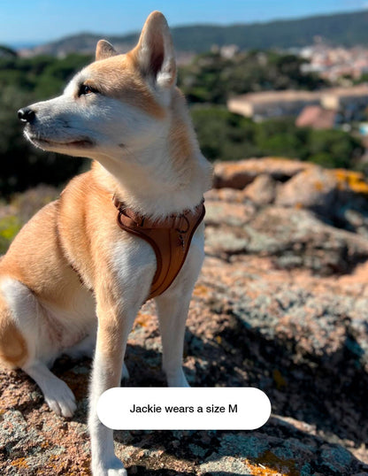 Animalove Walk Set™